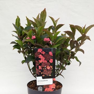 Hydrangea serrata DAREDEVIL