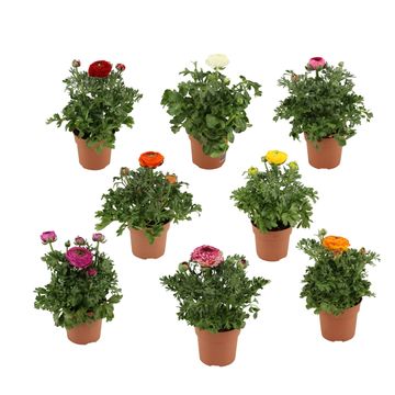 Ranunculus asiaticus SPRINKLES MIX