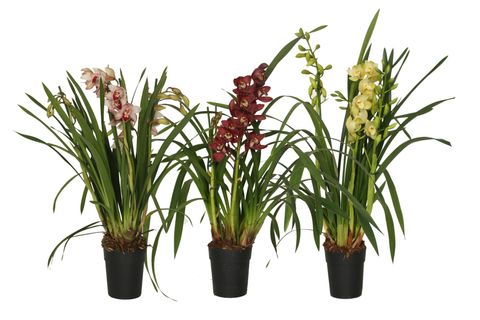 Cymbidium MIX