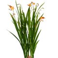 Crocosmia MIX