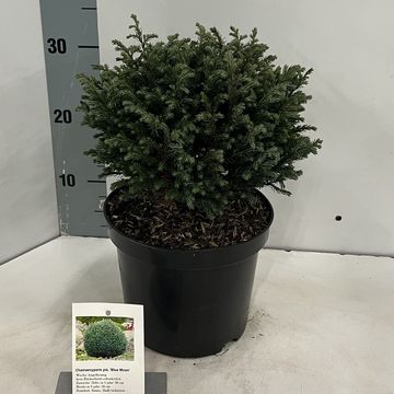 Chamaecyparis pisifera 'Blue Moon'