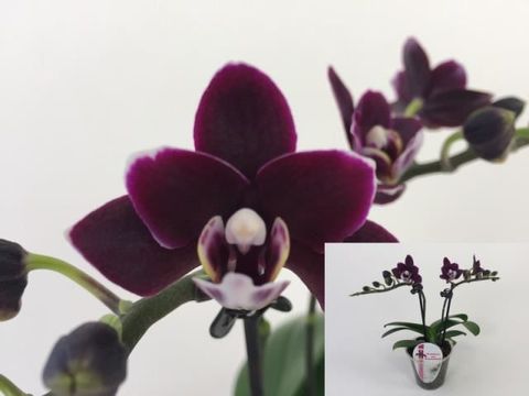 x Doritaenopsis 'Little Black Pearl'