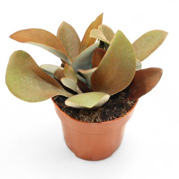 Kalanchoe orgyalis