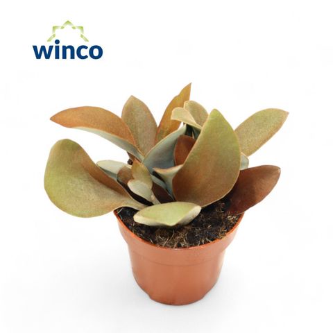 Kalanchoe orgyalis