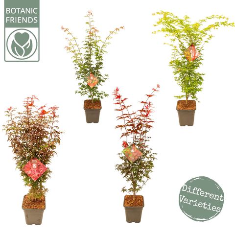 Acer palmatum MIX