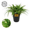 Chlorophytum comosum 'Ocean'