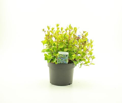 Ceratostigma plumbaginoides