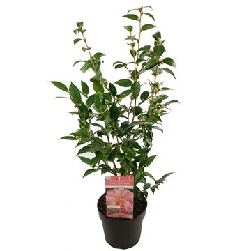 Camellia 'Spring Festival'