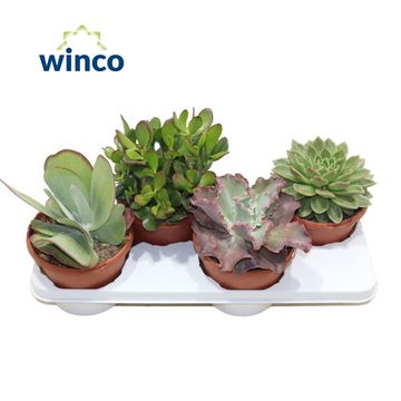 χυμώδη φυτά MIX