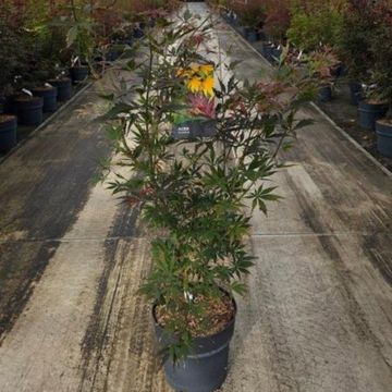 Acer palmatum 'Sumi-nagashi'
