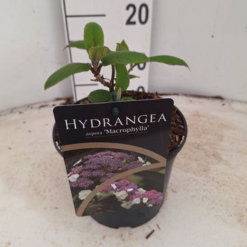 Hydrangea aspera 'Macrophylla'
