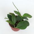 Hoya hellwigiana