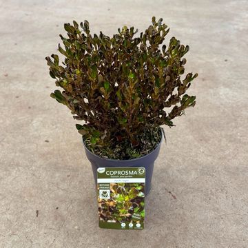 Coprosma repens PACIFIC NIGHT
