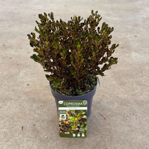 Coprosma repens PACIFIC NIGHT