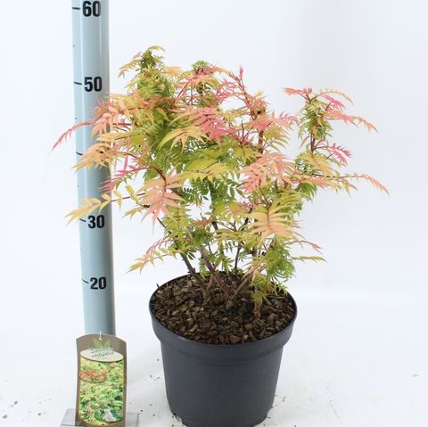 Sorbaria sorbifolia 'Сэм'