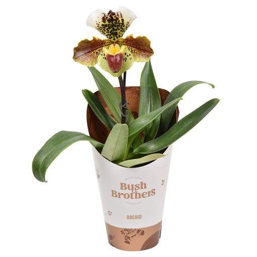 Paphiopedilum 'USA Hybrid'