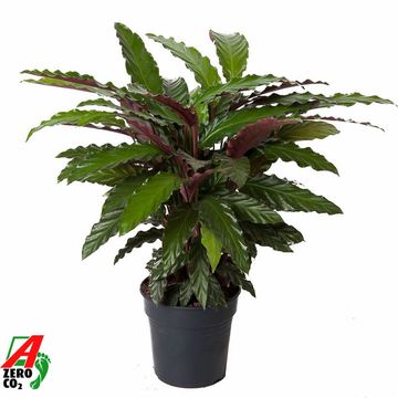 Calathea rufibarba 'Wavestar'