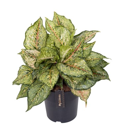 Aglaonema 'Pistachio Pink'