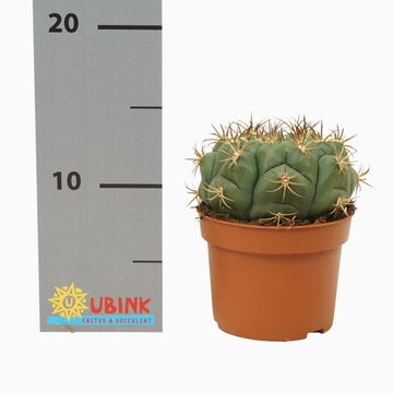 Gymnocalycium saglionis