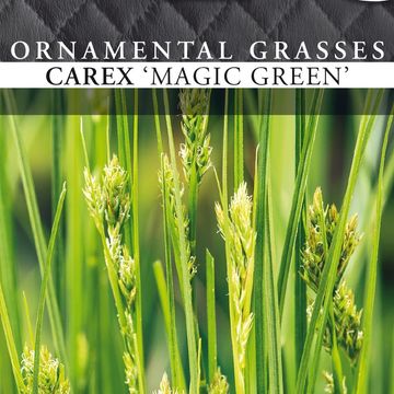Carex brunnea 'Magic Green'