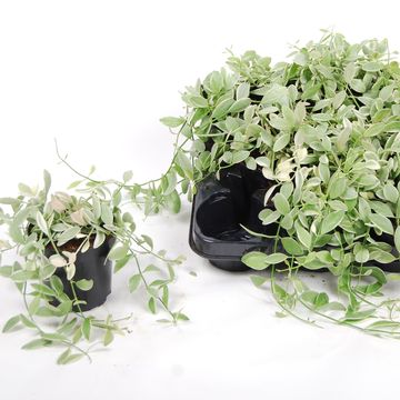 Dischidia oiantha 'White Diamond'