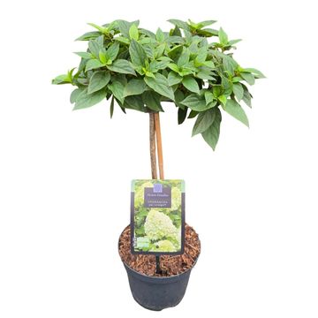 Hydrangea paniculata 'Limelight'