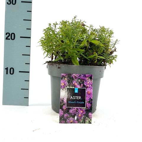 Aster 'Wood's Purple'