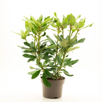 Rhododendron 'Nova Zembla'