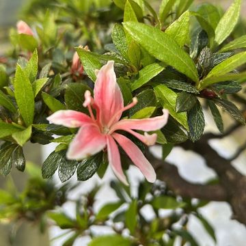 Rhododendron indicum 'Nikko'