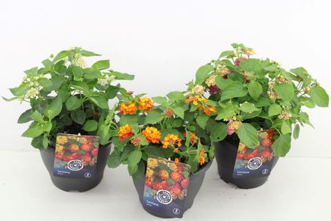 Lantana camara MIX