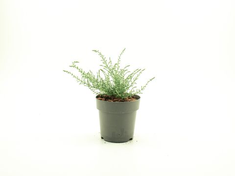 Olearia lepidophylla 'Silver Knight'