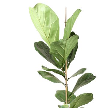 Ficus lyrata