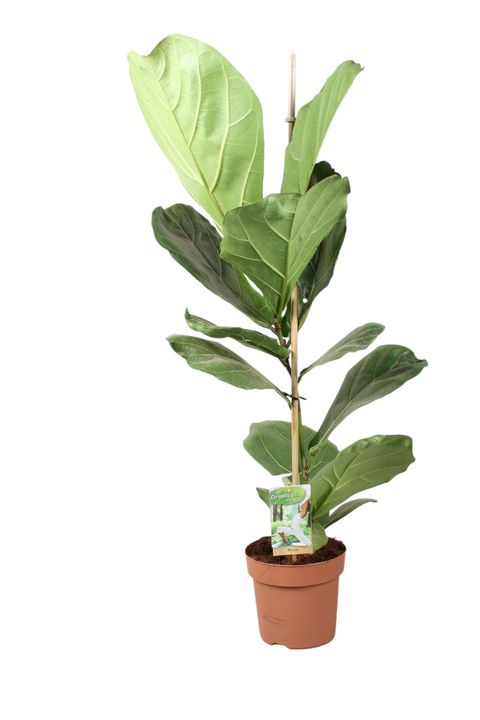 Ficus lyrata