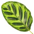 Calathea makoyana