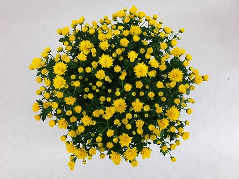 Chrysanthemum 'Jasoda Dark Yellow'