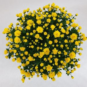 Chrysanthemum 'Jasoda Dark Yellow'
