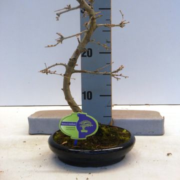 Pseudolarix amabilis