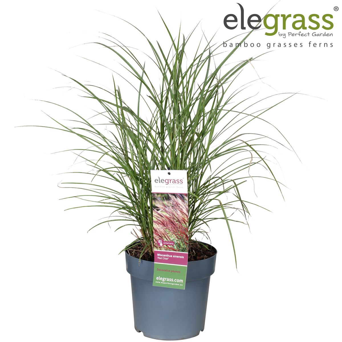 Miscanthus sinensis 'Red Chief' — Plant Wholesale FlorAccess