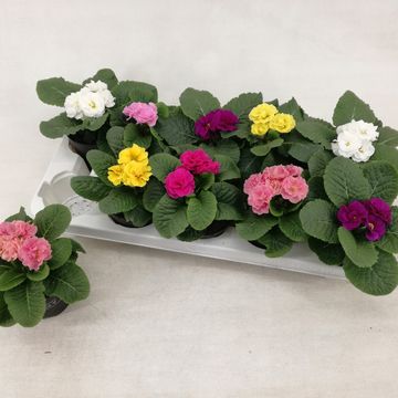 Primula QUEEN MIX