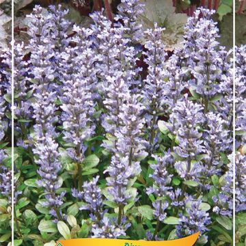 Ajuga tenorei 'Valfredda'