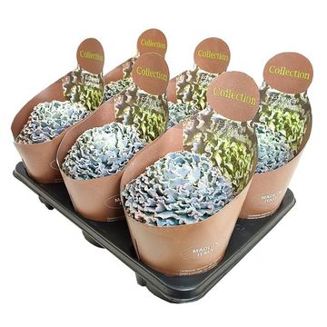 Echeveria 'Curly Pearl'