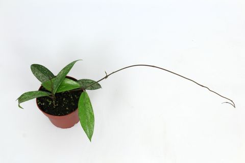 Hoya pubicalyx 'Pink Silver'