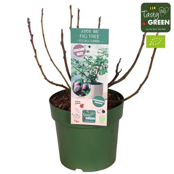 Ficus carica FIGNOMENAL