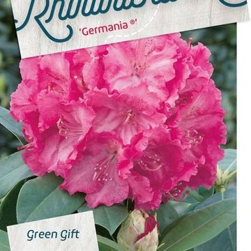 Rhododendron 'Germania'