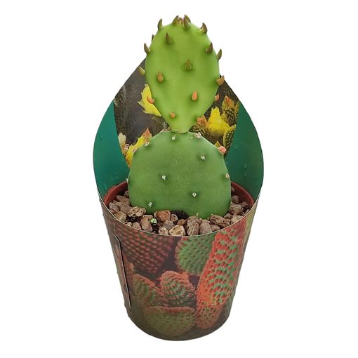 Opuntia humifusa