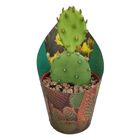 Opuntia humifusa