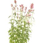 Agastache mexicana 'Red Fortune'