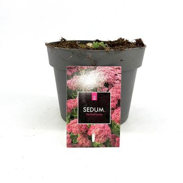 Sedum 'Herbstfreude'