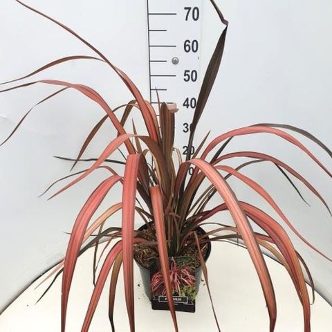 Phormium 'Pink Panther'