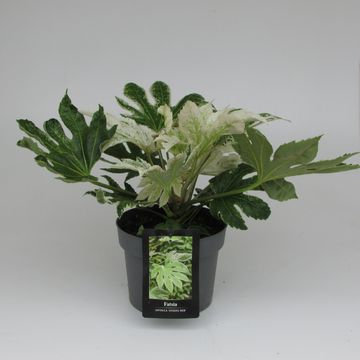 Fatsia japonica 'Spider's Web'